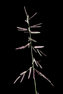 APII jpeg image of Eragrostis brownii  © contact APII