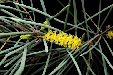 APII jpeg image of Acacia palustris  © contact APII