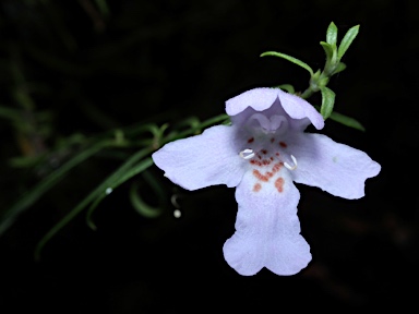 APII jpeg image of Westringia longifolia  © contact APII