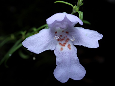 APII jpeg image of Westringia longifolia  © contact APII