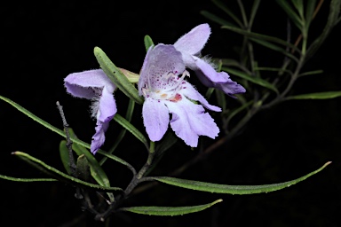 APII jpeg image of Prostanthera tallowa  © contact APII