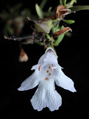 APII jpeg image of Prostanthera linearis  © contact APII