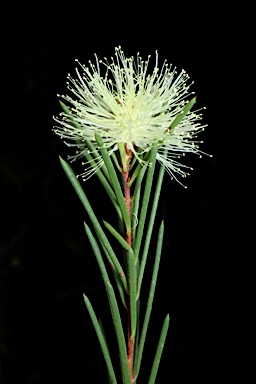 APII jpeg image of Melaleuca nodosa  © contact APII