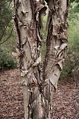 APII jpeg image of Melaleuca preissiana  © contact APII