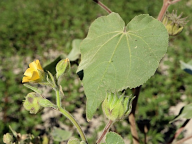 APII jpeg image of Abutilon theophrasti  © contact APII