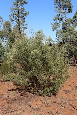 APII jpeg image of Acacia deanei subsp. deanei  © contact APII