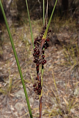 APII jpeg image of Gahnia aspera  © contact APII