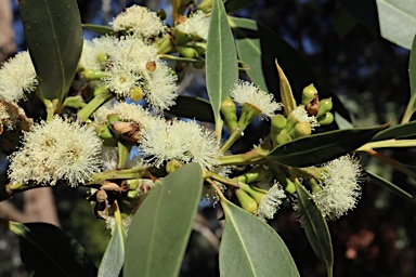 APII jpeg image of Eucalyptus langleyi  © contact APII