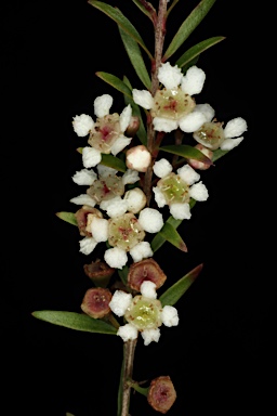 APII jpeg image of Babingtonia bidwillii 'Howie's Sweet Midget'  © contact APII