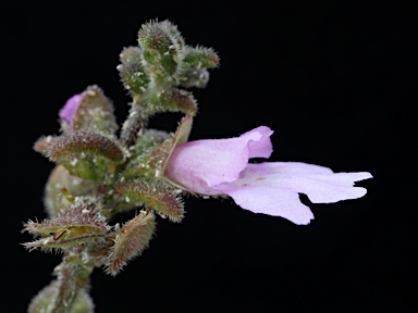 APII jpeg image of Prostanthera marifolia  © contact APII