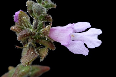 APII jpeg image of Prostanthera marifolia  © contact APII