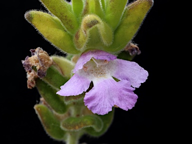 APII jpeg image of Prostanthera densa  © contact APII