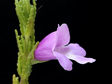 APII jpeg image of Prostanthera cryptandroides subsp. cryptandroides  © contact APII