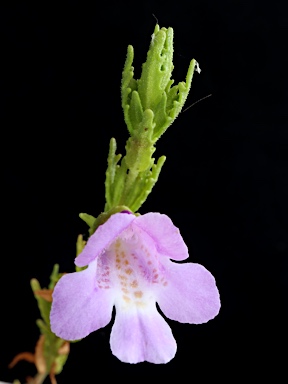 APII jpeg image of Prostanthera cryptandroides subsp. cryptandroides  © contact APII