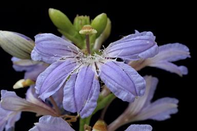 APII jpeg image of Scaevola crassifolia  © contact APII