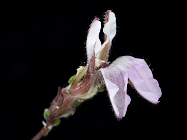APII jpeg image of Goodenia purpurascens  © contact APII