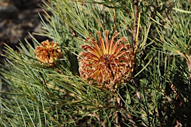 APII jpeg image of Banksia sphaerocarpa var. caesia  © contact APII