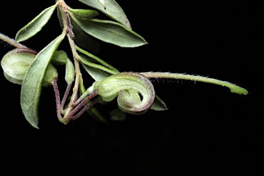 APII jpeg image of Grevillea mucronulata  © contact APII