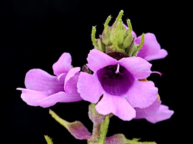 APII jpeg image of Prostanthera crocodyloides  © contact APII