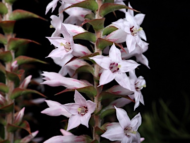 APII jpeg image of Epacris purpurascens var. purpurascens  © contact APII