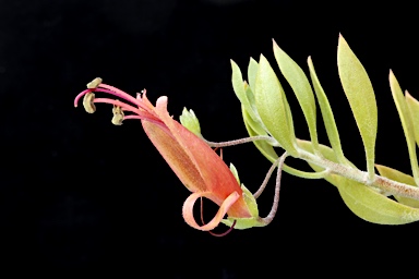 APII jpeg image of Eremophila decipiens subsp. decipiens  © contact APII