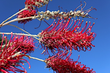 APII jpeg image of Grevillea 'Goliath'  © contact APII