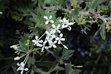 APII jpeg image of Grevillea vestita subsp. vestita  © contact APII