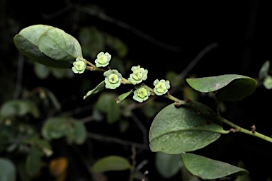 APII jpeg image of Phyllanthus gunnii  © contact APII