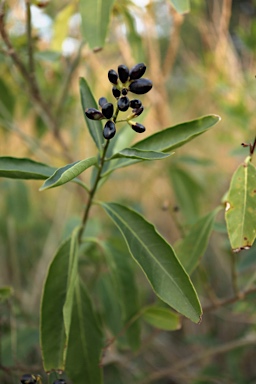 APII jpeg image of Cestrum parqui  © contact APII