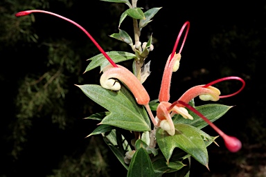 APII jpeg image of Grevillea tripartita subsp. macrostylis  © contact APII