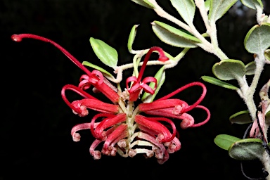 APII jpeg image of Grevillea speciosa  © contact APII