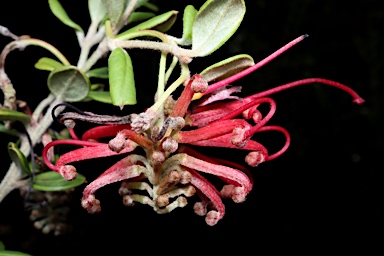 APII jpeg image of Grevillea speciosa  © contact APII