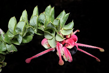 APII jpeg image of Grevillea baueri subsp. asperula  © contact APII
