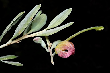 APII jpeg image of Grevillea arenaria  © contact APII