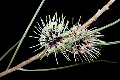 APII jpeg image of Hakea scoparia subsp. scoparia  © contact APII