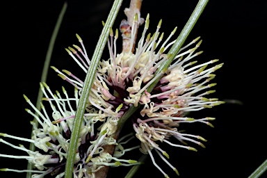 APII jpeg image of Hakea scoparia subsp. scoparia  © contact APII