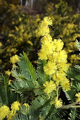 APII jpeg image of Acacia baileyana x Acacia decurrens  © contact APII