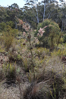 APII jpeg image of Hakea decurrens subsp. decurrens  © contact APII