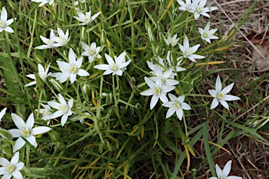 APII jpeg image of Ornithogalum umbellatum  © contact APII