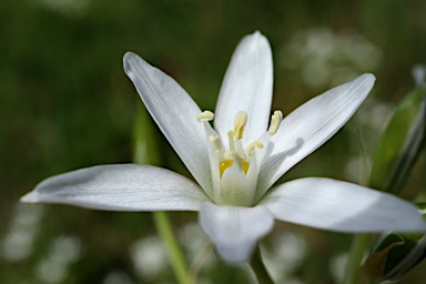 APII jpeg image of Ornithogalum umbellatum  © contact APII