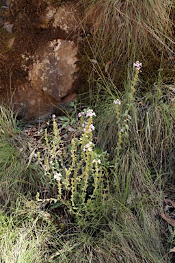 APII jpeg image of Euphrasia collina subsp. speciosa  © contact APII