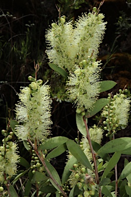 APII jpeg image of Callistemon pallidus  © contact APII