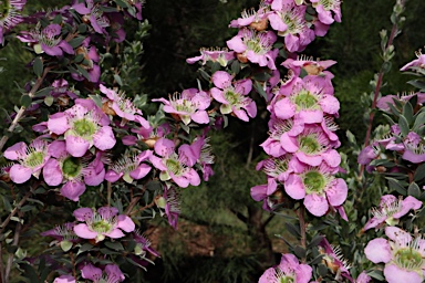 APII jpeg image of Leptospermum 'Seclusion'  © contact APII