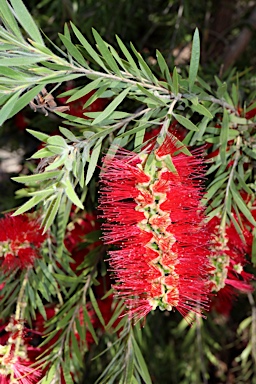 APII jpeg image of Callistemon viminalis 'Hannah Ray'  © contact APII