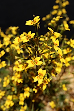 APII jpeg image of Stylidium dichotomum  © contact APII