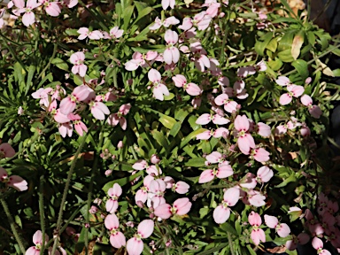 APII jpeg image of Stylidium ireneae  © contact APII