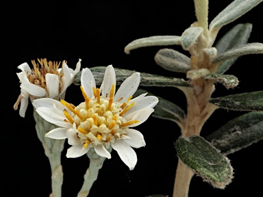 APII jpeg image of Olearia archeri  © contact APII