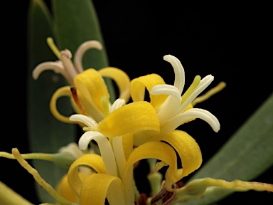 APII jpeg image of Persoonia silvatica  © contact APII