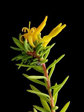 APII jpeg image of Persoonia recedens  © contact APII