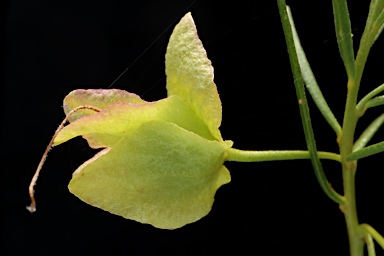 APII jpeg image of Eremophila gibsonii  © contact APII